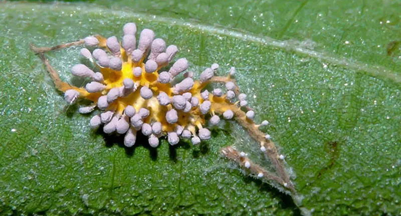 The Last of Us Oyununa Benzer Bir Mantar Türü İskoçya'da Görüldü